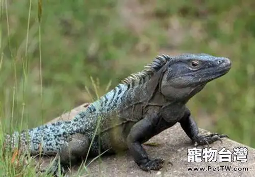 刺尾鬣蜥的飼養環境(1圖)-寵物台灣