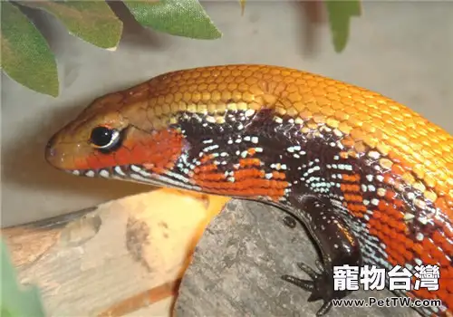 火焰石龍子的品種簡介(1圖)-寵物台灣