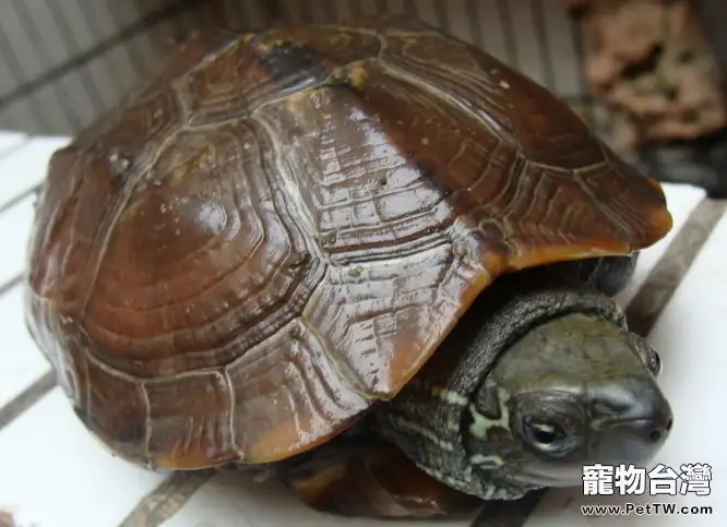 人工繁殖豹龜的知識(1圖)-寵物台灣