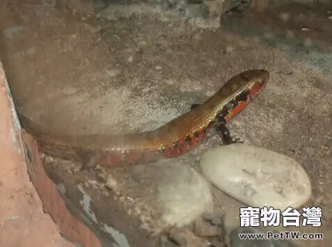 火焰石龍子的飼養知識(1圖)-寵物台灣