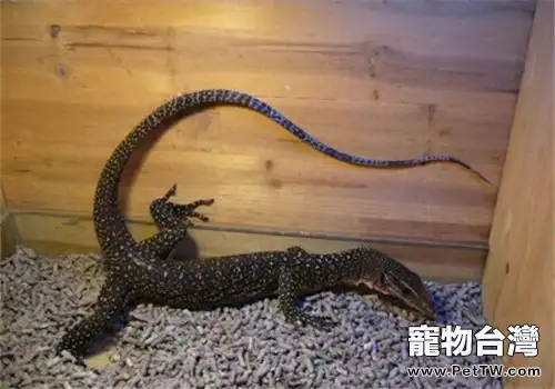 黃巨蜥的飼養知識(1圖)-寵物台灣