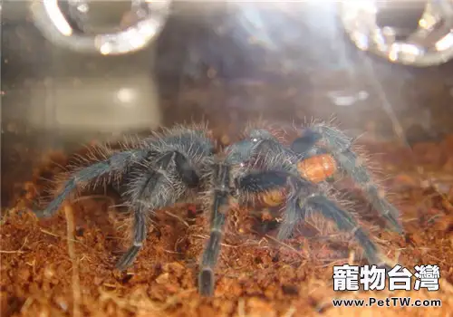 海地咖啡食鳥蜘蛛的品種簡介(1圖)-寵物台灣