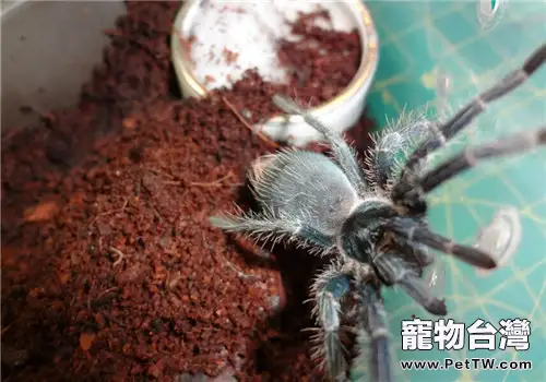 海地咖啡食鳥蜘蛛的形態特徵(1圖)-寵物台灣