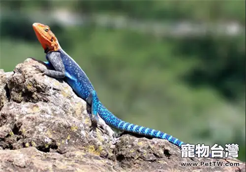 彩虹飛蜥的飼養環境(1圖)-寵物台灣