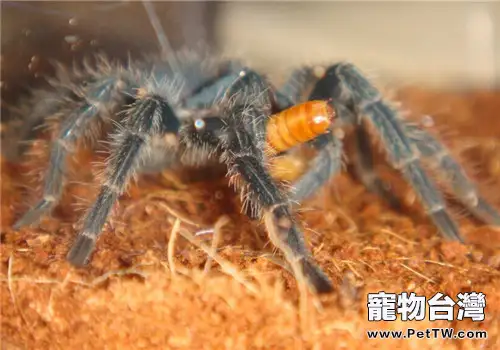 海地咖啡食鳥蜘蛛的飼養知識