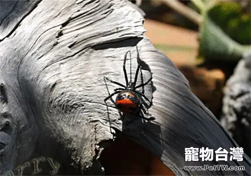 紅斑寇蛛的形態特徵