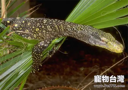 刺尾巨蜥的外形特點(1圖)-寵物台灣