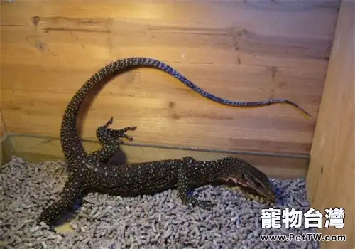 刺尾巨蜥的飼養環境(1圖)-寵物台灣