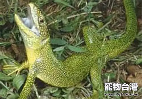 翠綠蜥的外形特點