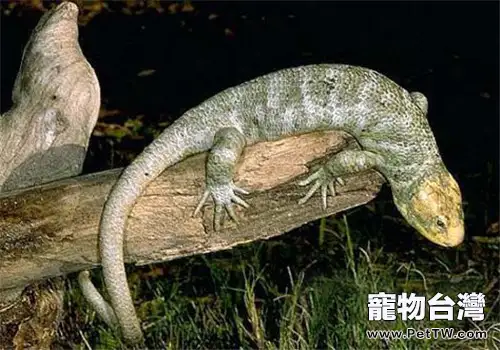 刺背鱷蜥的品種簡介(1圖)-寵物台灣