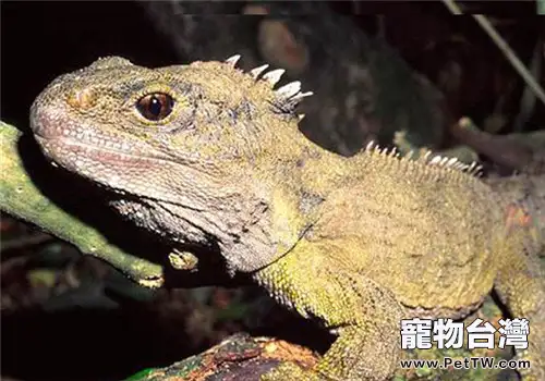 刺背鱷蜥的外形特點(1圖)-寵物台灣