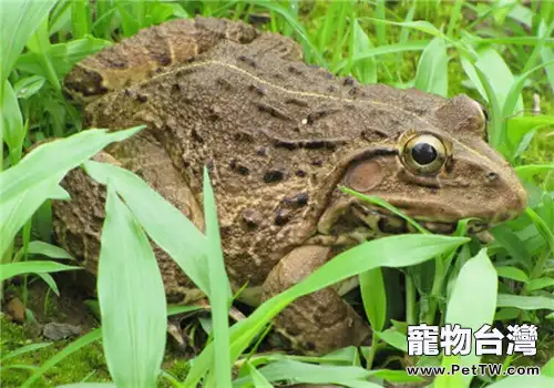 虎紋蛙的品種簡介(1圖)-寵物台灣
