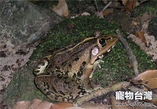 虎紋蛙的形態特徵