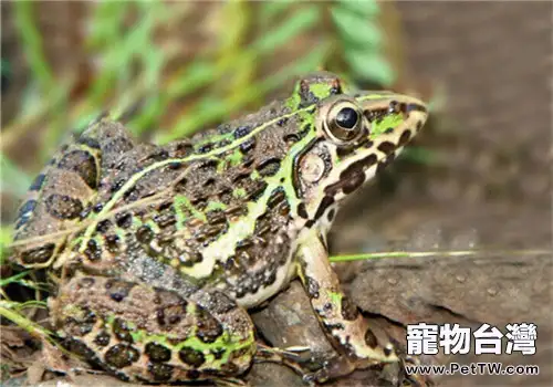 虎紋蛙的生活環境