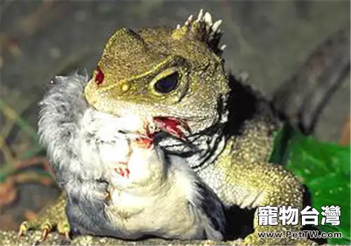 刺背鱷蜥的飼養環境(1圖)-寵物台灣