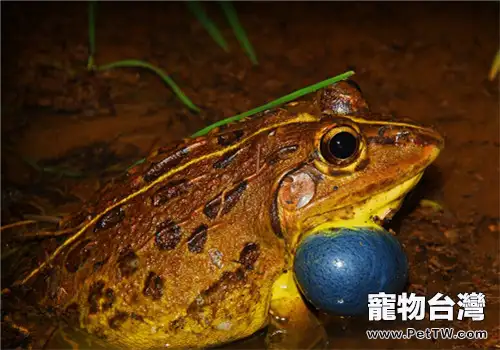 虎紋蛙的飼養知識(1圖)-寵物台灣