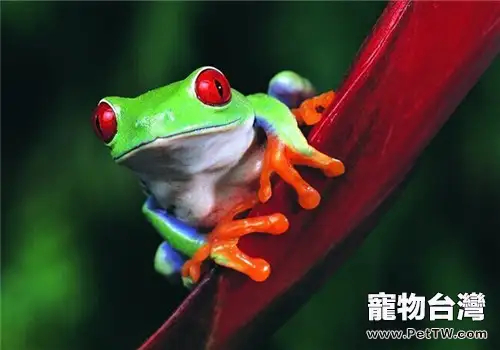 紅眼樹蛙的品種簡介