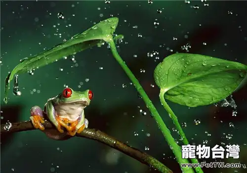 紅眼樹蛙的生活環境
