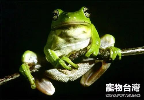 黑掌樹蛙的品種簡介
