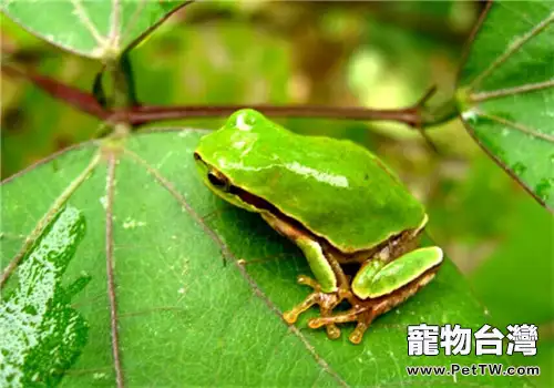 華西雨蛙的品種簡介