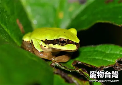 華西雨蛙的形態特徵(1圖)-寵物台灣
