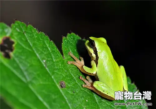 華西雨蛙的生活環境