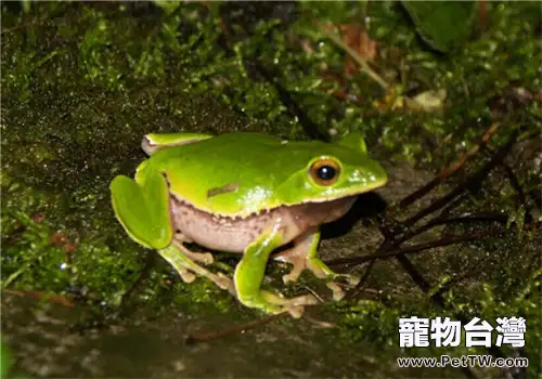 華西雨蛙的餵食要點