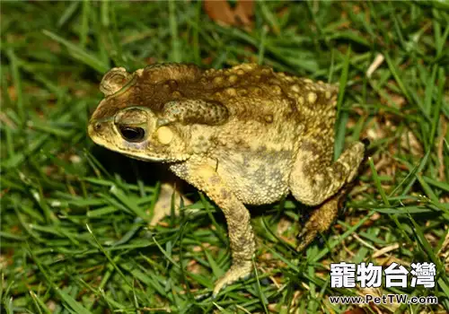 黑眶蟾蜍的形態特徵(1圖)-寵物台灣