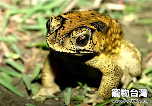 黑眶蟾蜍的飼養知識