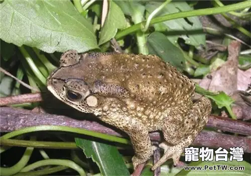 黑眶蟾蜍的餵食要點