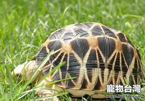 龜類的飼養要點