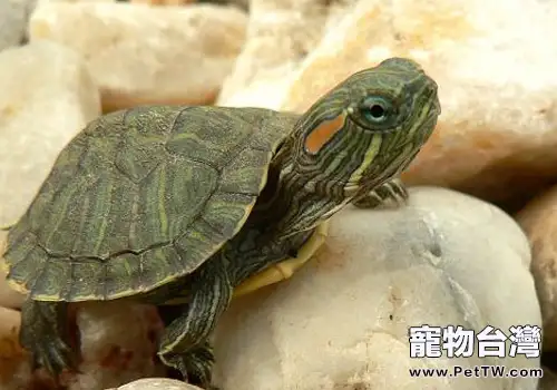 飼養巴西龜的注意事項