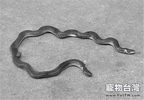 鈍尾兩頭蛇的品種簡介
