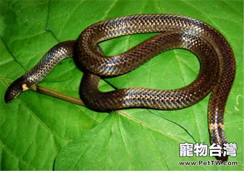 鈍尾兩頭蛇的外形特點