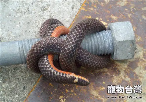 鈍尾兩頭蛇的飼養環境