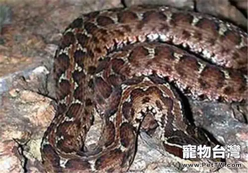短尾腹的品種簡介(1圖)-寵物台灣