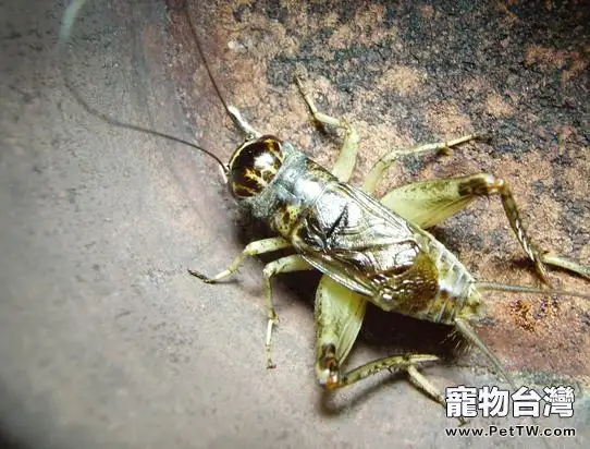 選擇鳴蟲的方法技巧(1圖)-寵物台灣