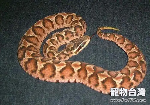 短尾腹的外形特點(1圖)-寵物台灣