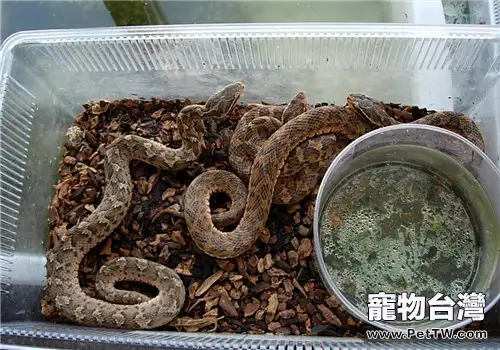 短尾腹的生存環境(1圖)-寵物台灣
