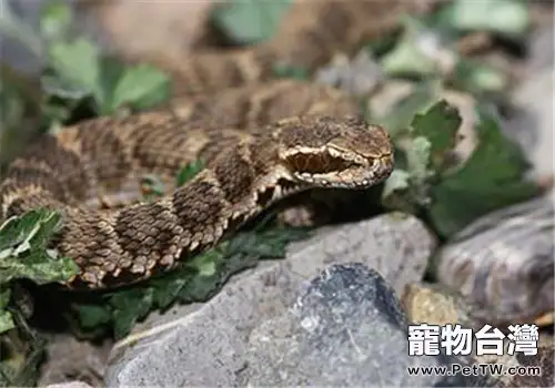 短尾腹的食物要求(1圖)-寵物台灣