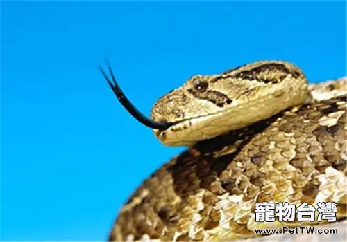東方虎蛇的外形特點(1圖)-寵物台灣