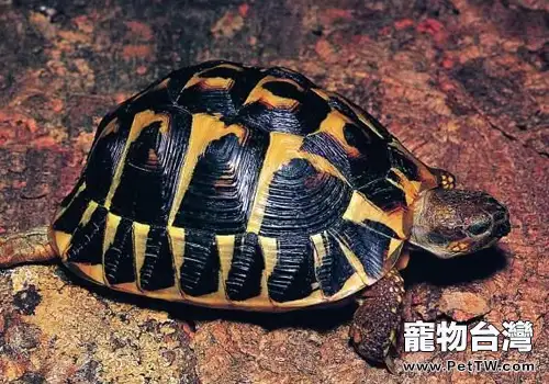 陸龜為何會隆背(1圖)-寵物台灣