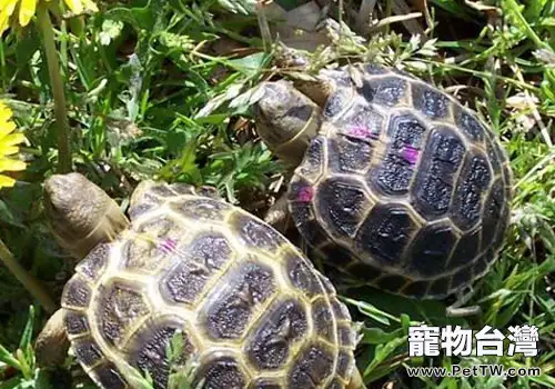 四爪陸龜飼養須知(1圖)-寵物台灣