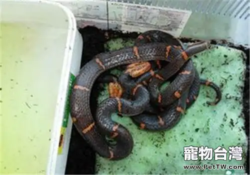 東方虎蛇的生活環境(1圖)-寵物台灣