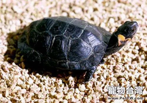 水龜所需的飼養環境(1圖)-寵物台灣
