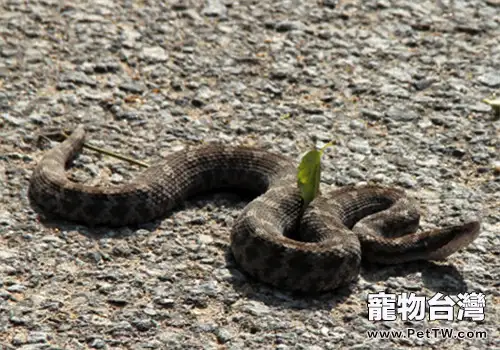 蝮蛇的外形特點(1圖)-寵物台灣