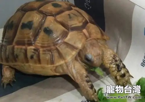 新購小龜的飼養方法