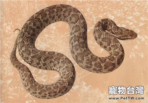蝮蛇的食物要求(1圖)-寵物台灣