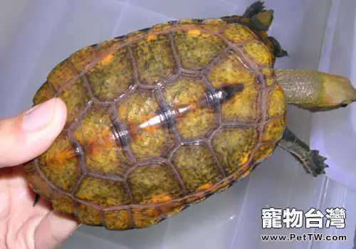 寵物龜肺炎的原因及症狀(1圖)-寵物台灣