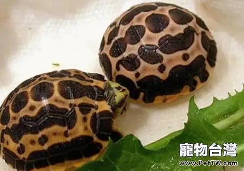 常見水龜的雌雄鑒別